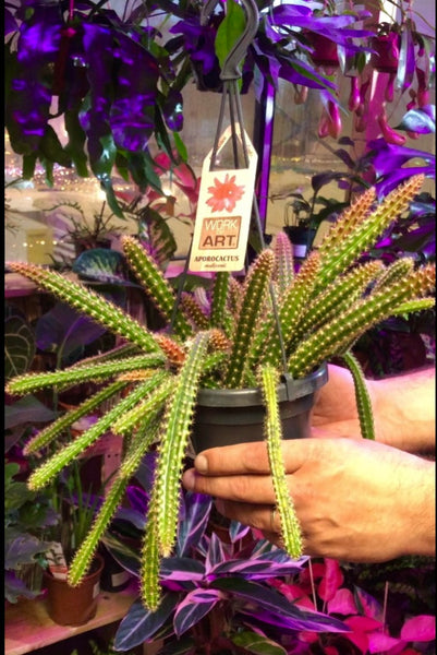 Aporocactus Malisonii Hanging Cactus Disocactus Martianus 45cm