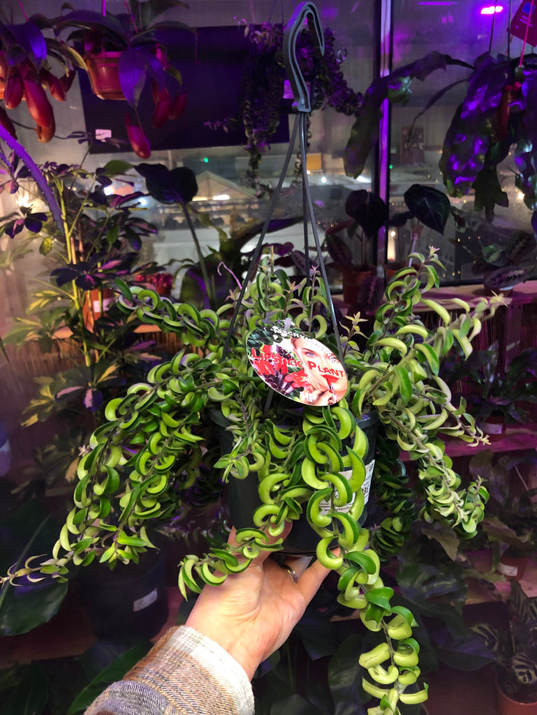 hanging lipstick plant Aeschynanthus Twister Lipstick Vine Trailing Hanging Plant 60 cm – Green Charm House of Plants