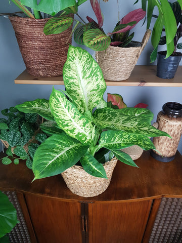 Dieffenbachia Mars  - Dumb Cane 50 cm