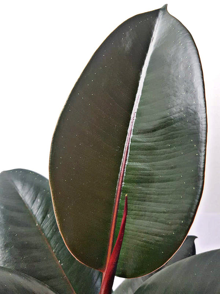 Ficus Elastica ‘Abidjan’ - Rubber Plant 35cm