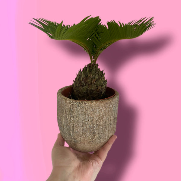 Cycas Revoluta Sago Palm 30 cm