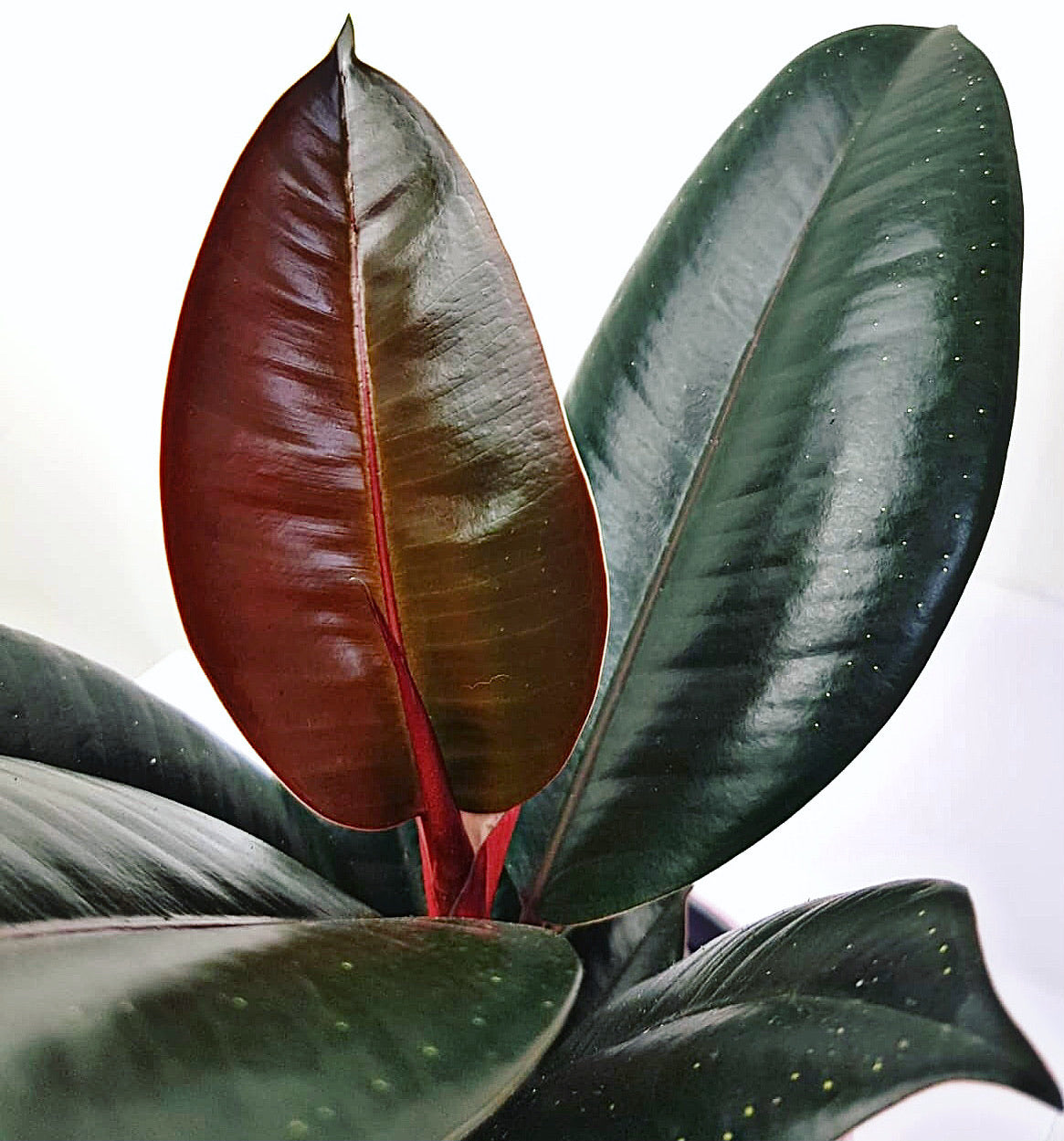 Ficus Elastica ‘Abidjan’ - Rubber Plant 35cm