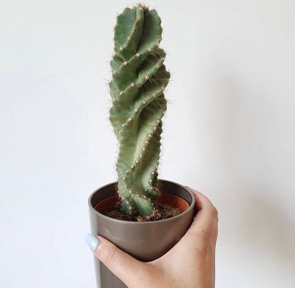 Cereus Forbesii Spiralis Spiral Cactus Twisted Cereus  Beginner Friendly Houseplant 30cm