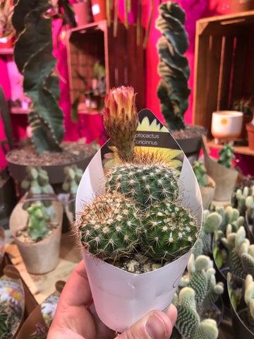 Notocactus Concinnus Crinkle Leaf Plant 