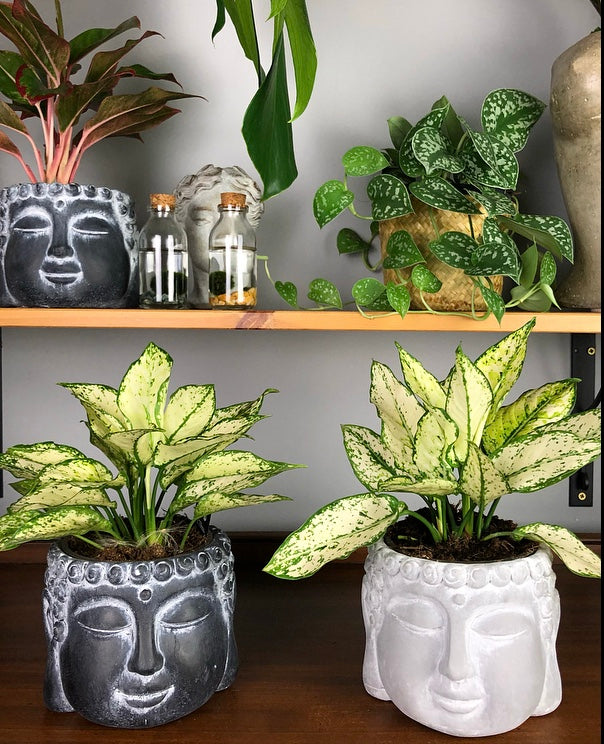 Aglaonema Kiwi Chinese Evergreen 30 cm