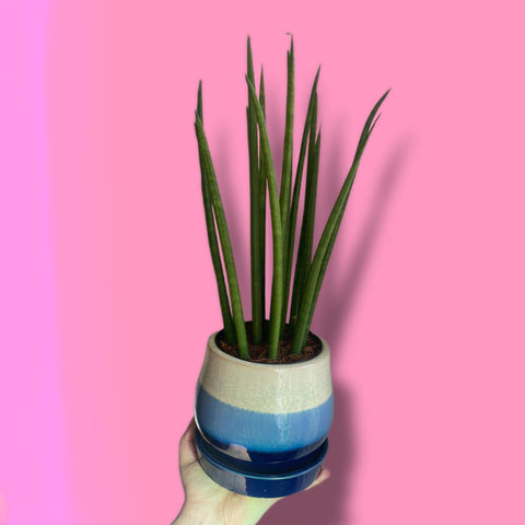 Sansevieria cylindrica Straight Cylindrical Snake Plant 