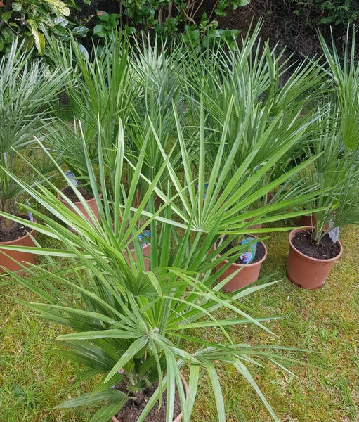 Chamaerops Humilis - Mediterranean Fan Palm 75cm + Outdoor