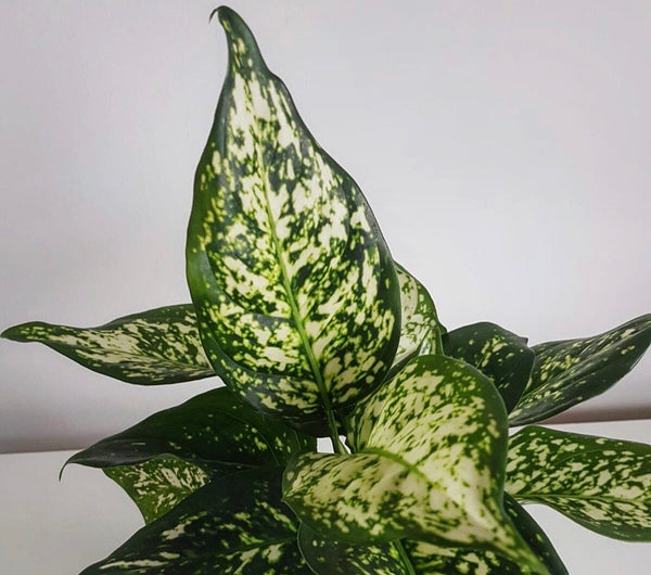 Aglaonema ‘First Diamond’ - Chinese Evergreen Green