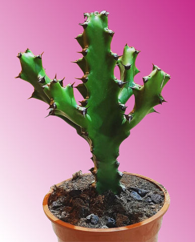 Rare Euphorbia Mayurnathanii 40cm
