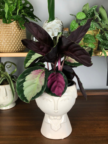 Calathea Roseopicta Rosy 25cm