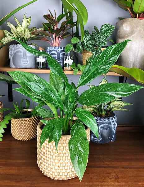 Spathiphyllum 'Diamond' - Variegated Peace Lily 55cm