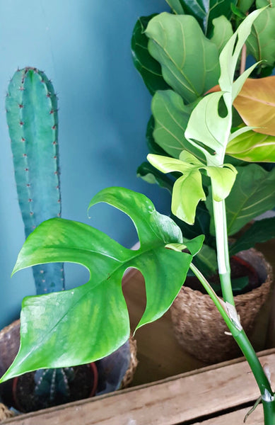 Rhaphidophora Tetrasperma  Mini Monstera 50cm