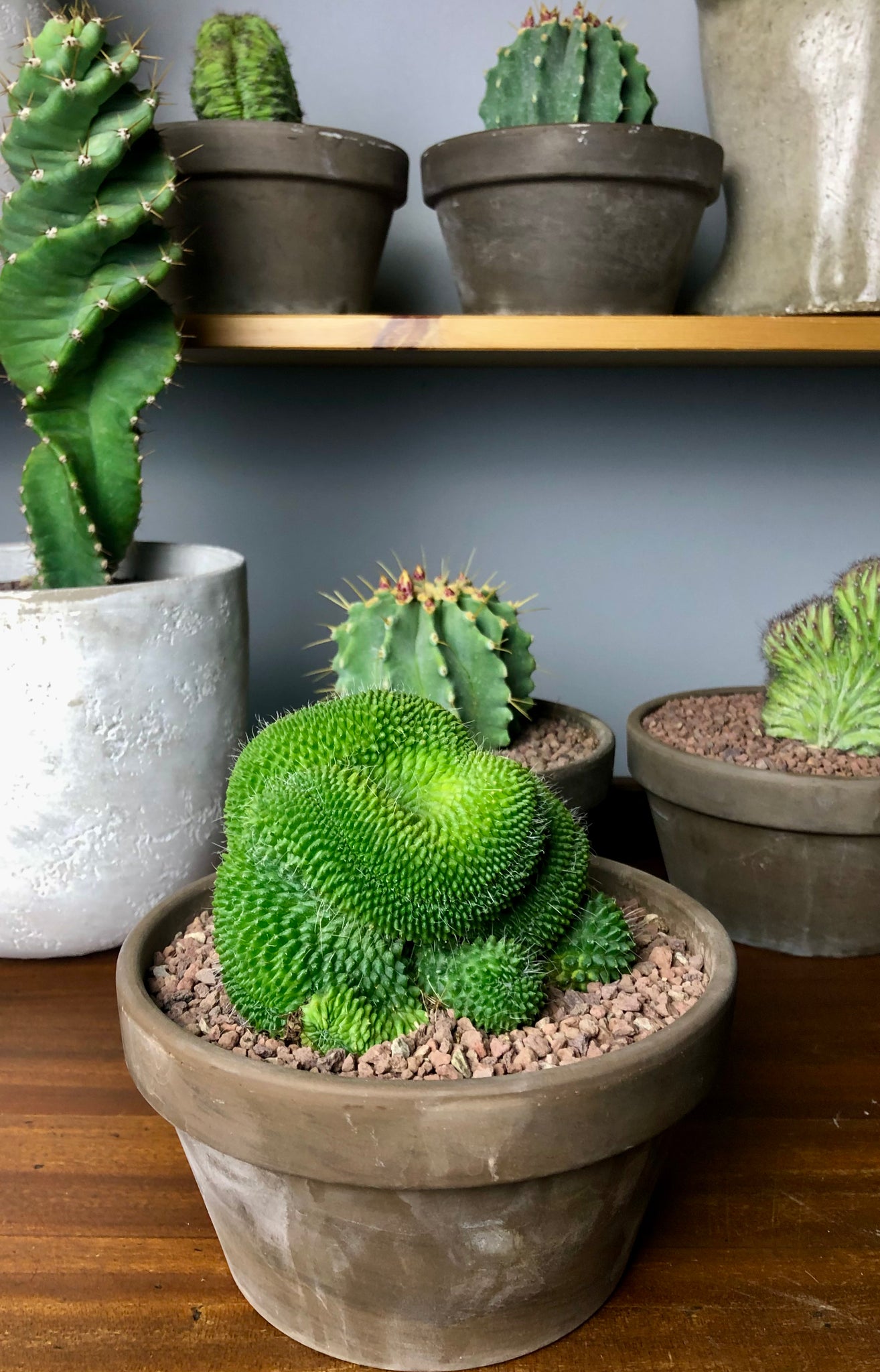 Mammillaria Spinosissima Crested Brain Cactus in terracotta pot 17 cm