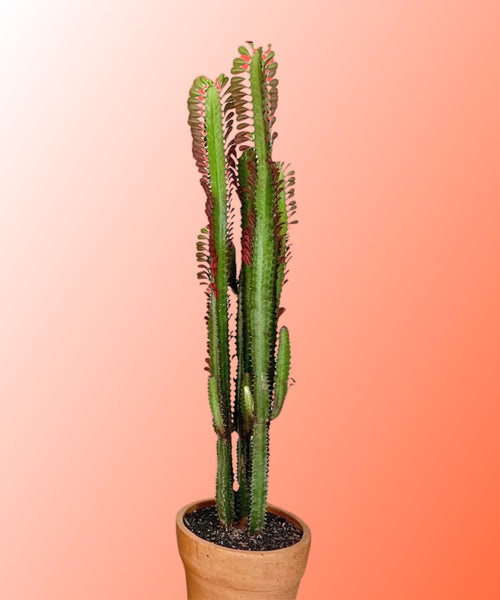 Euphorbia Trigona Rubra Royal Red African Milk Tree 60cm - 110 cm