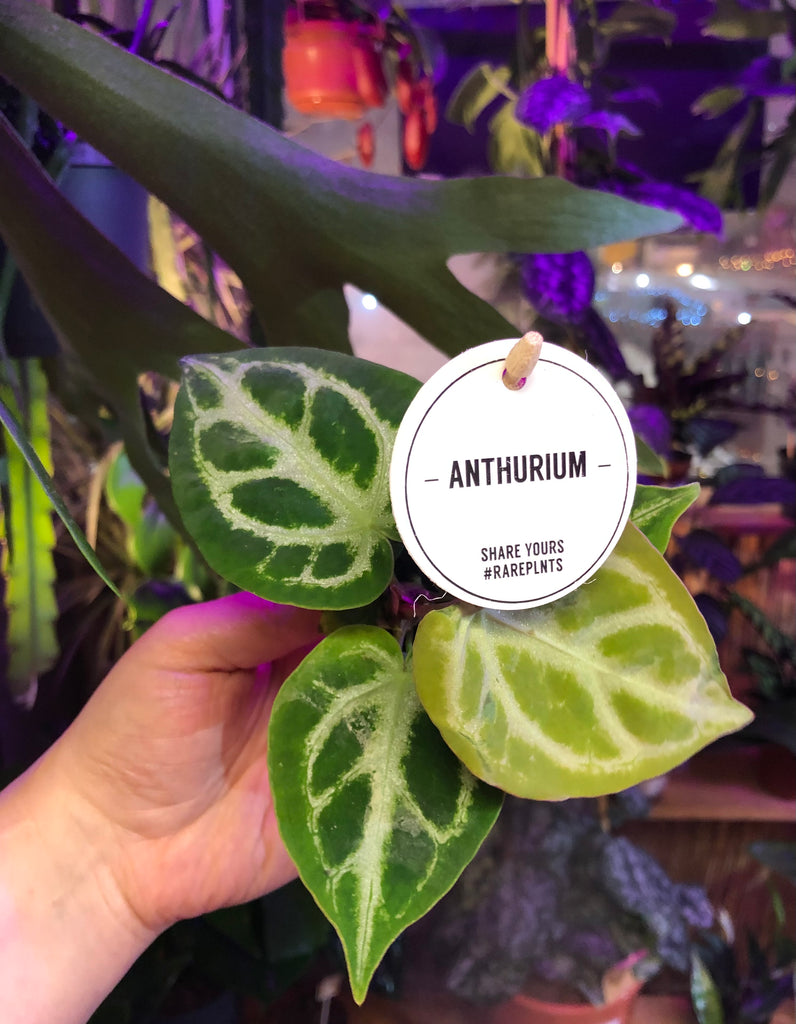 anthurium crystal blush Baby Anthurium Crystallinum Crystal Anthurium Silver Blush Crystal Lac – Green Charm House of Plants