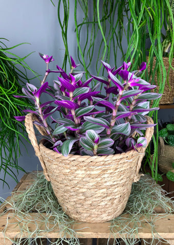 Tradescantia Albiflora Nanouk Fantasy Venice 35cm in hanging pot