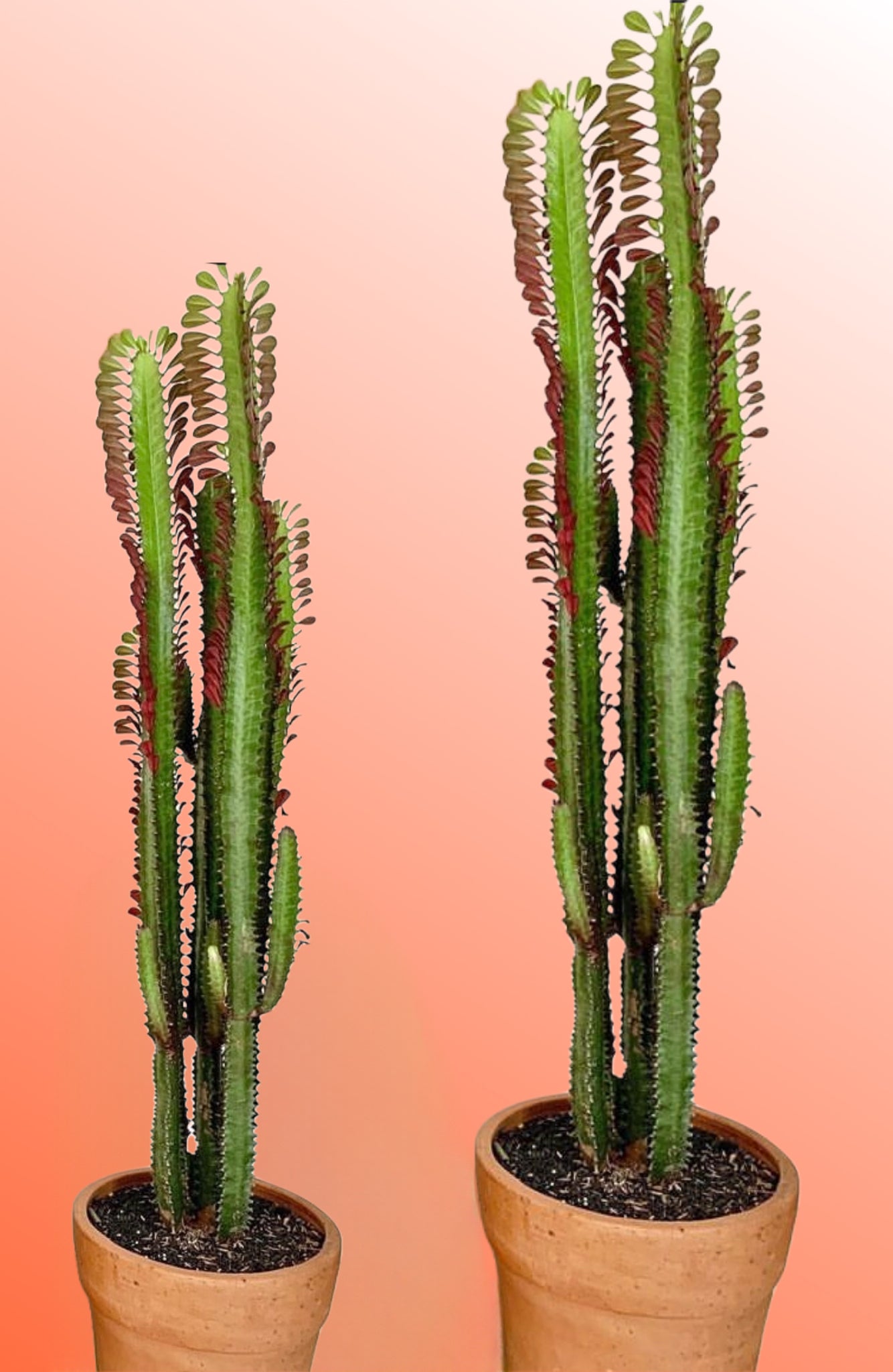 Euphorbia Trigona Rubra Royal Red African Milk Tree large