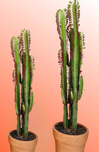 Euphorbia Trigona Rubra Royal Red African Milk Tree large