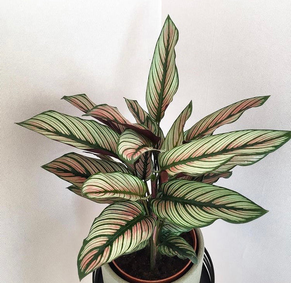 Calathea Majestica Whitestar Prayer Plant 