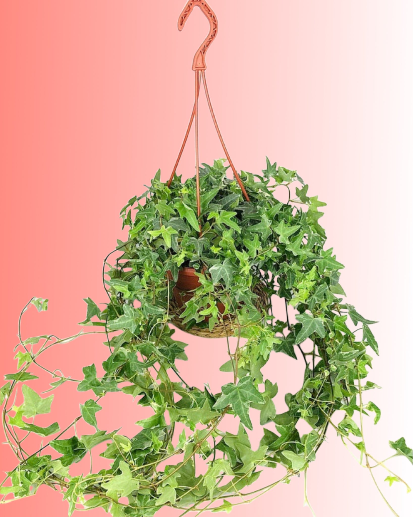 Variegated Hedera Helix Glacier Ivy Trailing Plant in hanging basket 130 cm