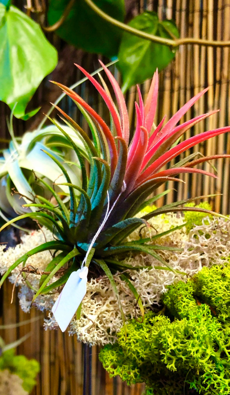 buy air plants uk Tillandsia Ionantha Air Plant – Green Charm House of Plants