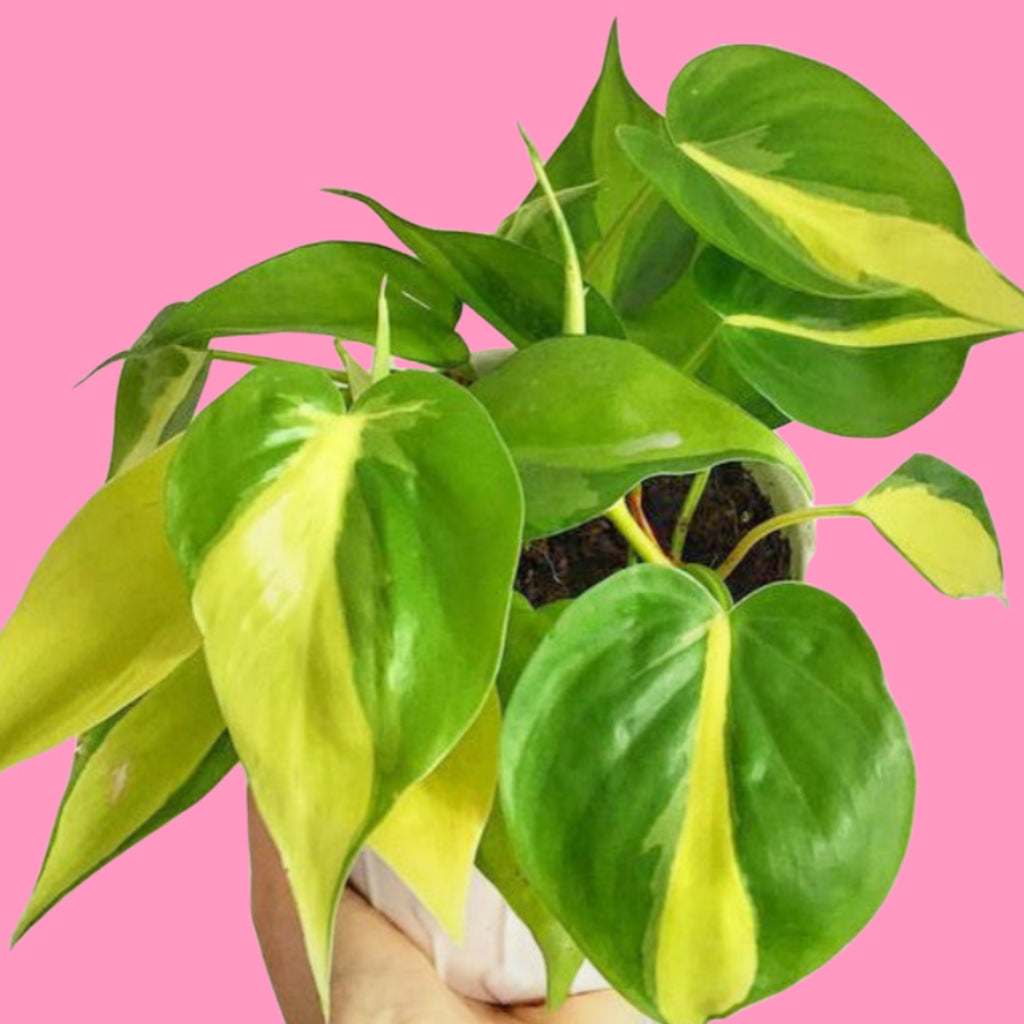 philodendron brasil uk Philodendron Scandens Brasil Sweetheart Plant 25cm – Green Charm House of Plants