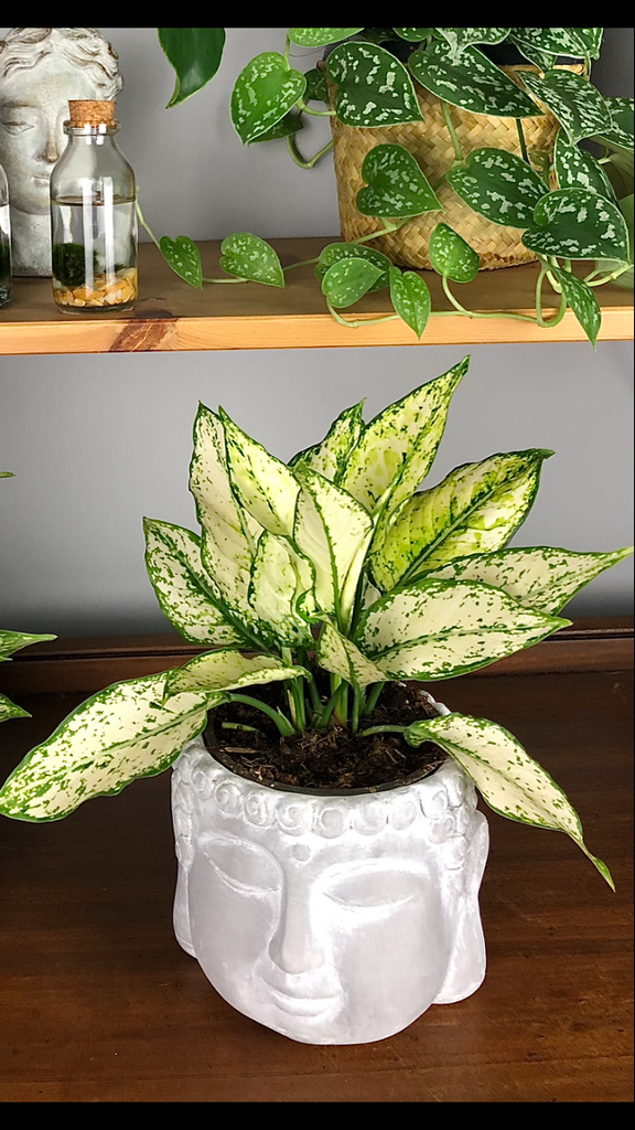 aglaonema kiwi Aglaonema Kiwi Chinese Evergreen 30 cm – Green Charm House of Plants
