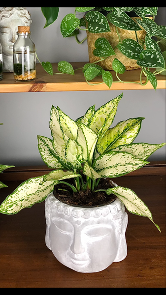 Aglaonema Kiwi Chinese Evergreen 30 cm