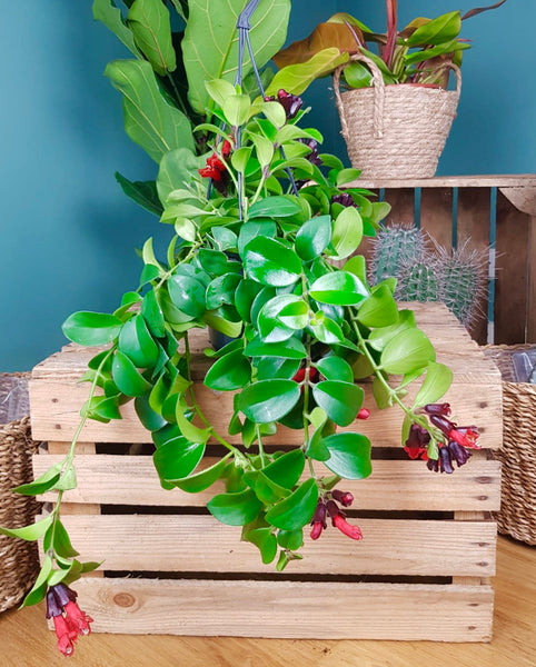 Aeschynanthus Mona Lisa 45 cm