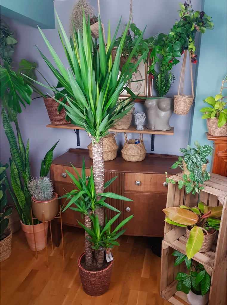 spineless yucca indoor plant Yucca Elephantipes Spineless Yucca Easy Beginner Friendly Plant 80-195 – Green Charm House of Plants