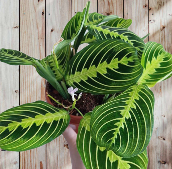 Maranta Leuconeura Lemon Lime Prayer Plant 30cm