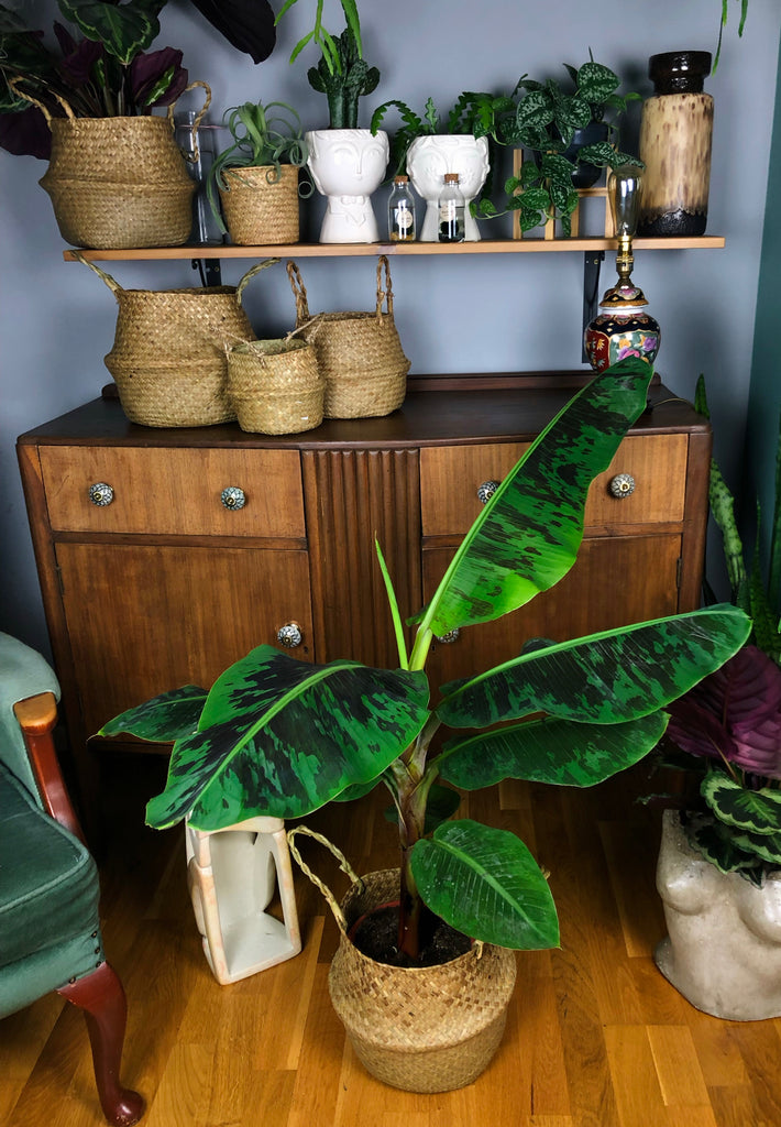 large indoor banana plant uk Musa Dwarf Cavendish Banana Plant 40cm