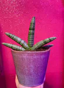 Sansevieria Cylindrica Bocellensis Starfish Single 20cm Beginner Friendly Houseplant