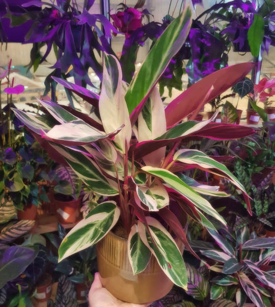 Calathea Stromanthe Triostar 15cm - 70 cm