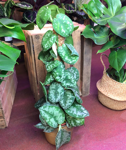 Scindapsus Pictus Trebie Satin Pothos Silver Vine on Moss Pole 50cm