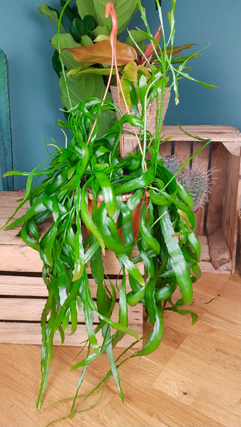 XL Rhipsalis Red Coral 85 cm