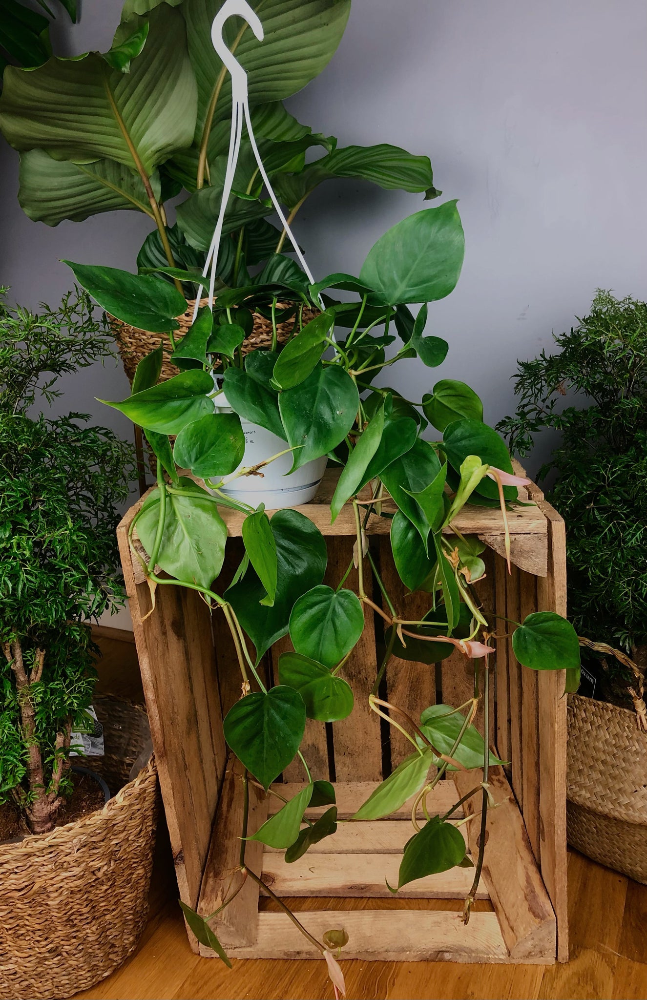 philodendron sweetheart vine Philodendron Scandens Sweetheart Plant In Hanging Basket 55cm long – Green Charm House of Plants