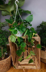 Philodendron Scandens Sweetheart Plant In Hanging Basket 55cm long