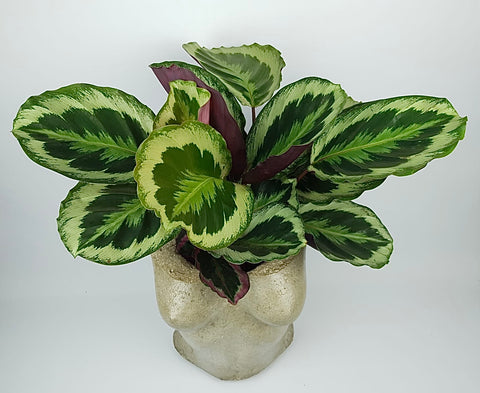 Calathea Marion 55 cm