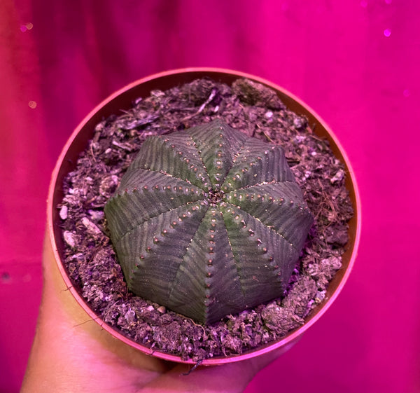 Euphorbia Obesa Basketball Plant Sea Urchin Living Baseball 7.5 cm