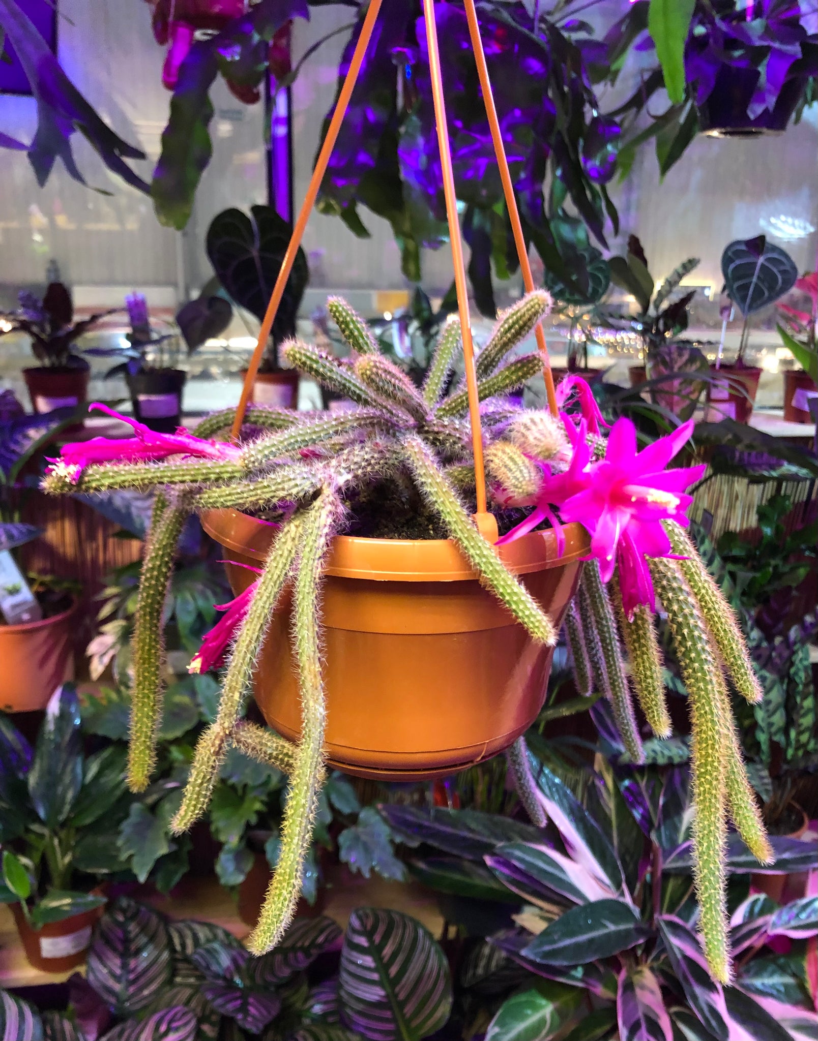 Aporocactus Flagelliformis Rat Tail Hanging Cactus 