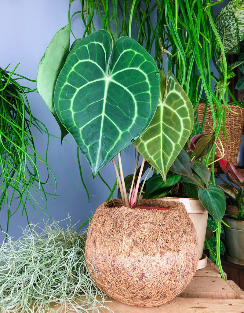 velvet cardboard anthurium Anthurium Clarinervium Velvet Cardboard Anthurium 35 cm – Green Charm House of Plants