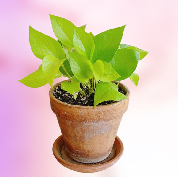 Epipremnum Aureum Neon Pothos Trailing 15 cm