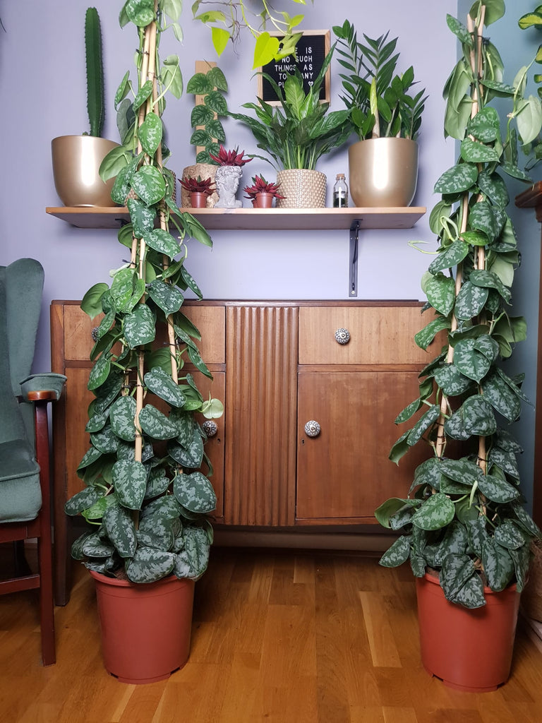pothos pyramid Scindapsus Pictus Trebie Satin Pothos Silver Vine Pyramid 160cm – Green Charm House of Plants