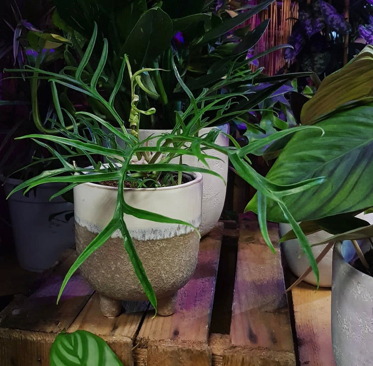 Philodendron Tortum Bipinnatifidum Rare Plant 35cm  Green Charm House of  Plants