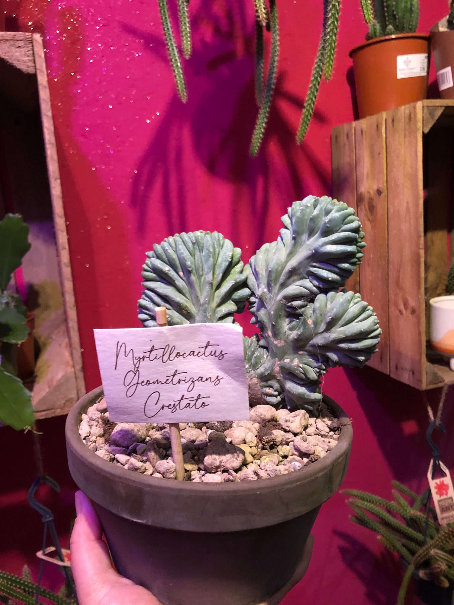 Myrtillocactus Geometrizans Crested Blue Flame Dinosaur Back Plant Rare in Terracotta 22 cm