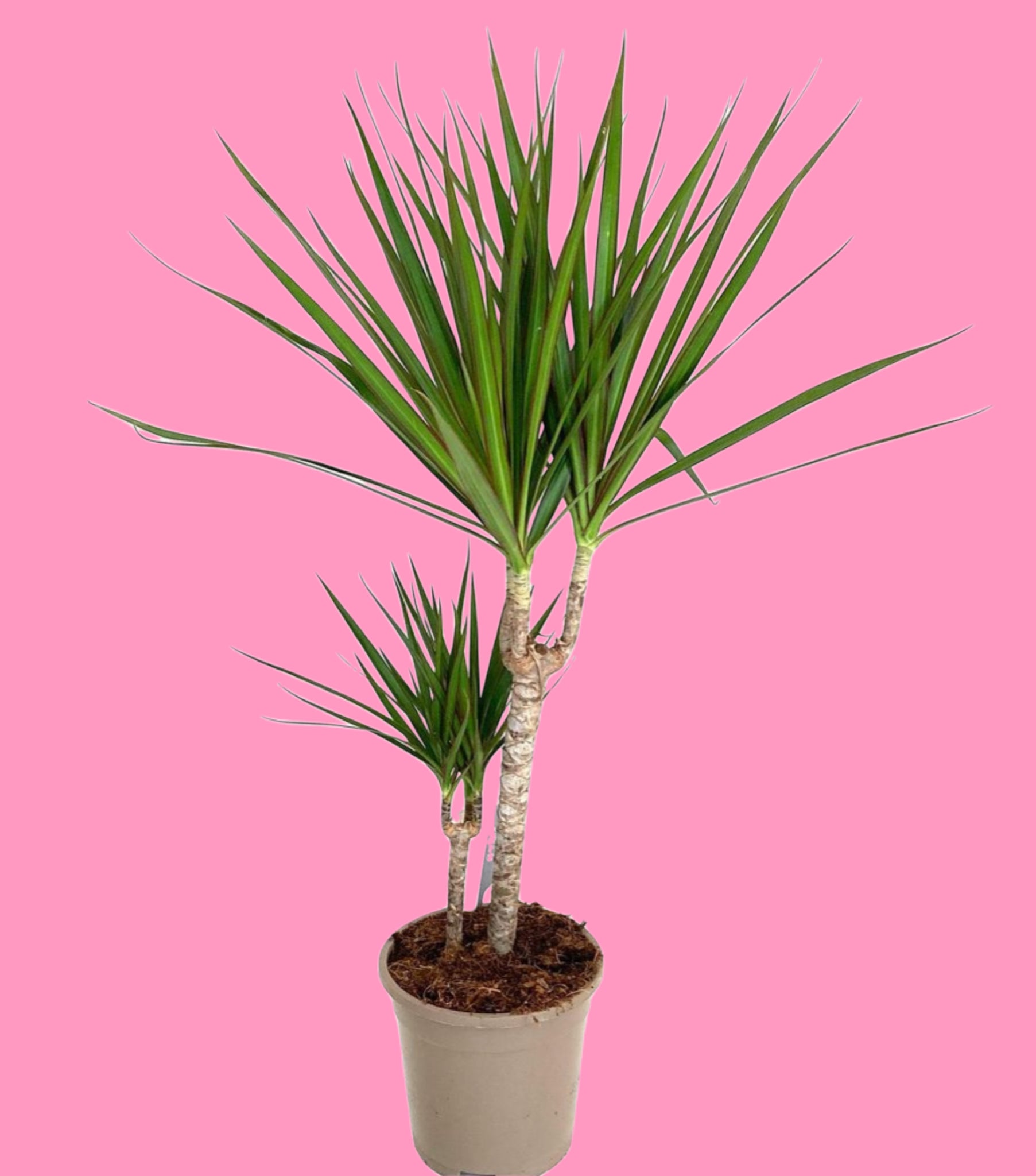 red-edged dracaena or dragon tree Dracaena Marginata Red Edged Dragon Tree 120 cm – Green Charm House of Plants