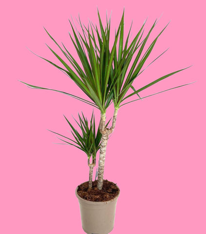 Dracaena Marginata Red Edged Dragon Tree 120 cm