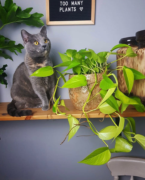 Epipremnum Aureum Neon Pothos Trailing Hanging Plant