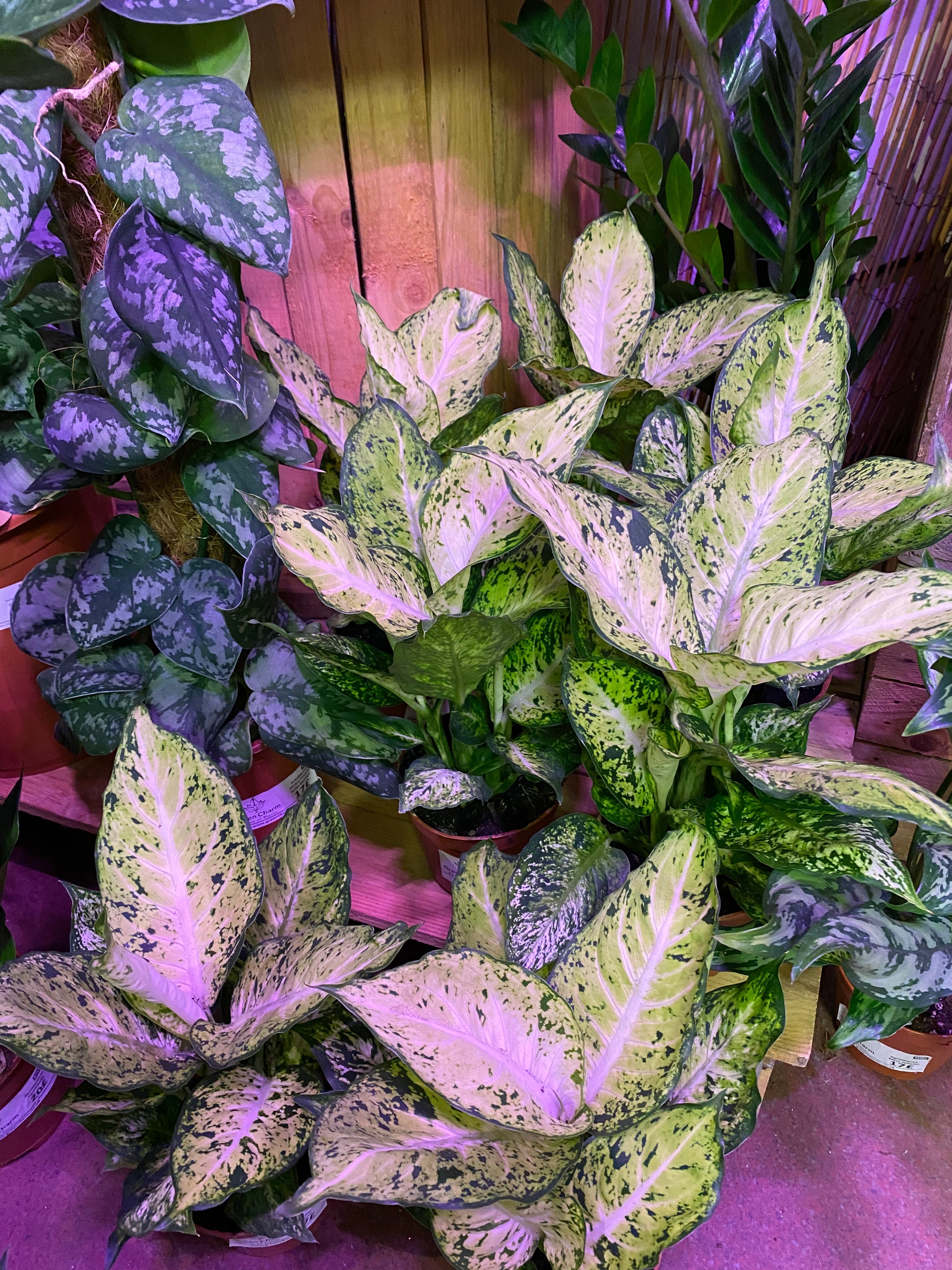 dieffenbachia purple Dieffenbachia Amy Dumb Cane 40 cm – Green Charm House of Plants